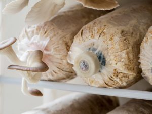 Het maken van mycelium van oesterzwammen