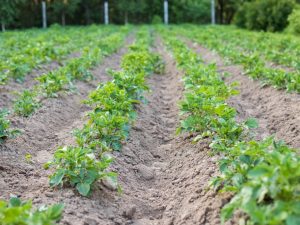 Regels voor het harken van aardappelen met een cultivator