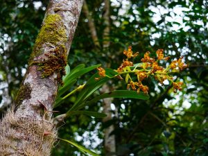 Om orkidéer i ekvatoriella skogar