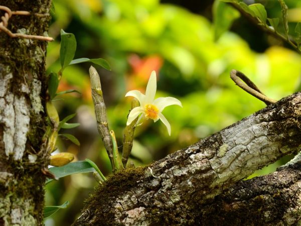 Orchideeën groeien aan bomen met ruwe schors