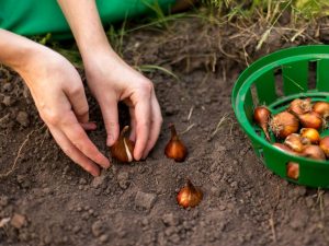 Regler för höstplantering av tulpaner i Leningradregionen