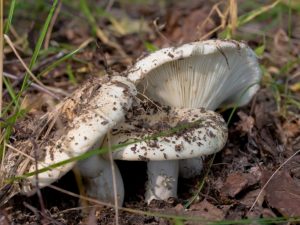 Podobnosti a rozdíly mezi houbami a rostlinami