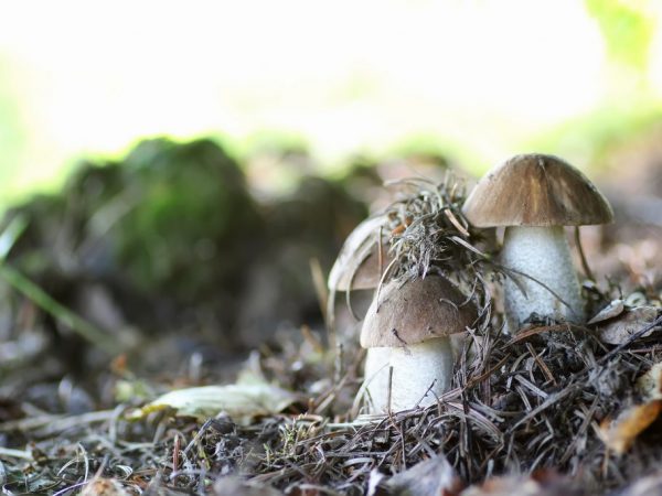 Kenmerken van paddenstoelen in Centraal-Rusland