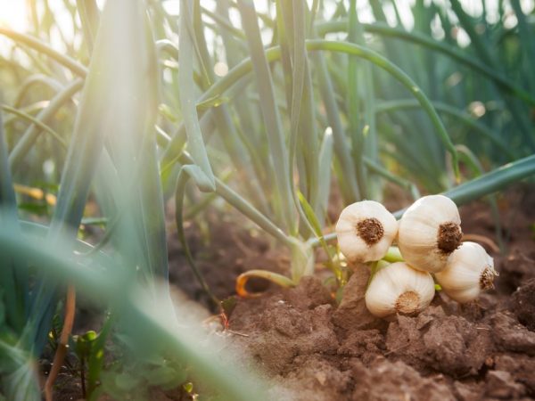 Garlic harvesting equipment