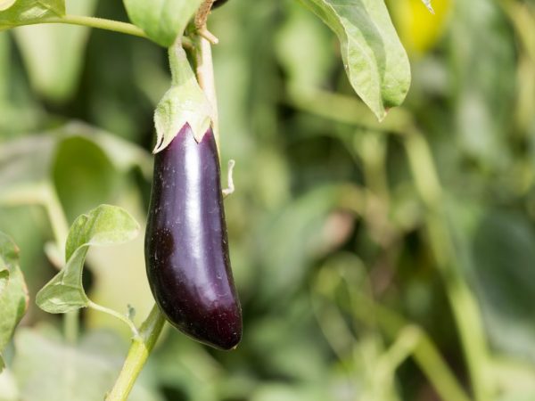 Température de croissance de l'aubergine