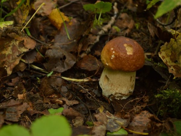 Togliatti-paddenstoelen