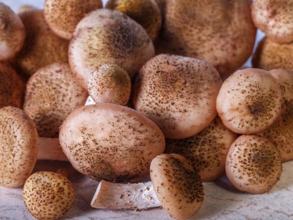 Medové houby lze sbírat s nástupem chladného počasí