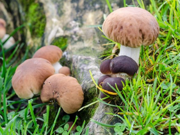 Ciupercile adoră umezeala