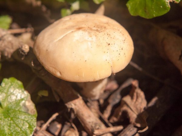 Lente-paddenstoelen smaken goed