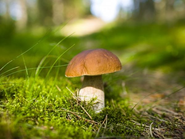 Soorten paddenstoelen en hun kenmerken