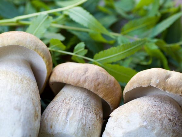 Ciuperci din Belarus