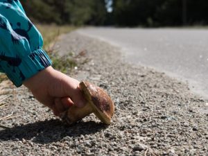 Warum man in der Nähe der Straße keine Pilze pflücken kann