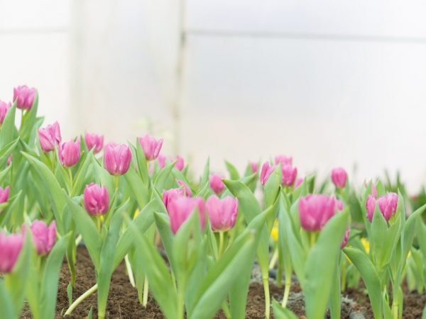 Podmínky a pravidla pro přesazování tulipánů