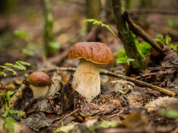 De waarde van paddenstoelen in de natuur