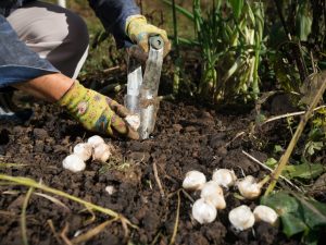 Realizarea unei jardiniere pentru usturoi cu propriile mâini