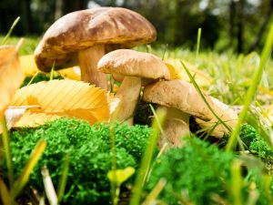 Kenmerken van Siberische paddenstoelen