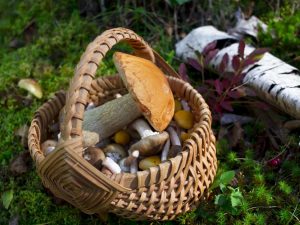 Locuri de ciuperci din regiunea Tomsk