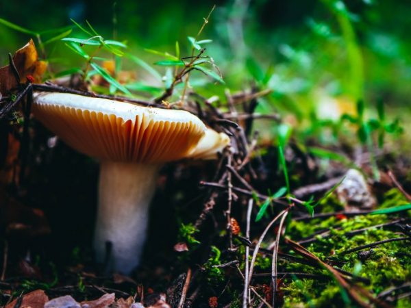 Chuvashia je bohatá na houby
