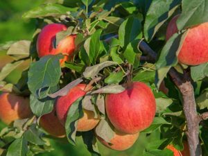 Idared odrůda jablek