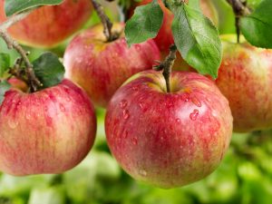 Funktioner av växande äppelträd Auxis