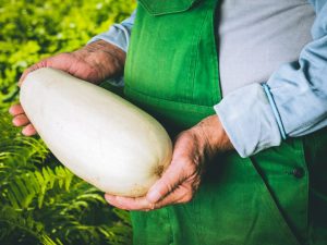 Odrůdy bílé cukety a pravidla pro jejich pěstování