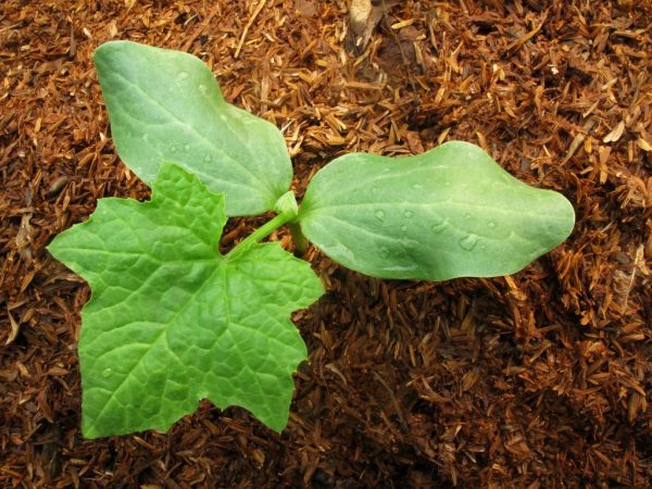 Jonge planten worden gevoed met stikstofhoudende meststoffen