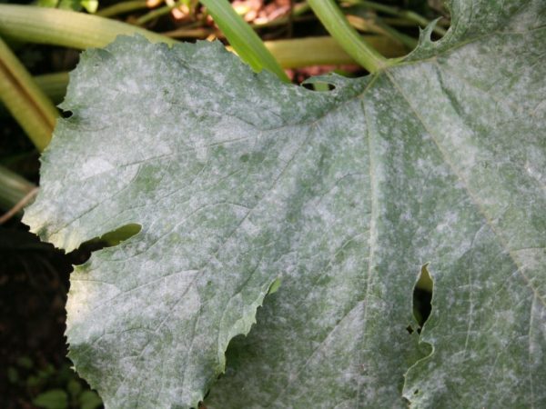 El mildiú polvoroso infecta las hojas