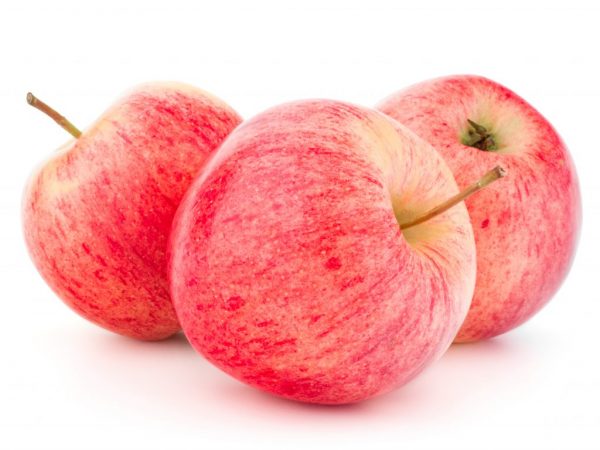 Rasbeschrijving van de Bolotovskoe-appelboom