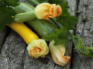 De viktigaste skillnaderna mellan zucchini och zucchini