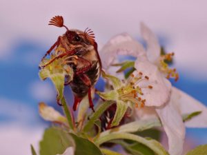 Lucha contra el escarabajo de la flor de la manzana