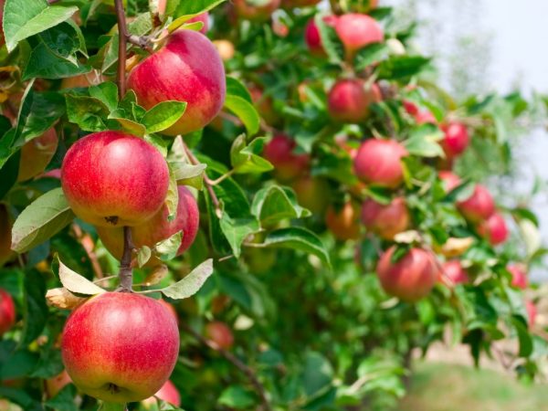 U kunt een goede oogst van appels krijgen in de zuidelijke rijstrook