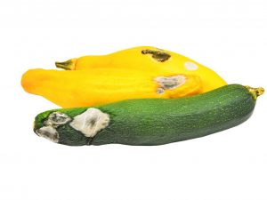 Orsaker till ruttnande zucchini