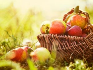 ملامح زراعة شجرة التفاح البوق