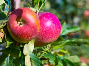 Caracteristicile soiului de mere Imant