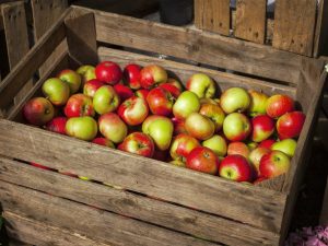 Funktioner för att lagra äpplen på vintern
