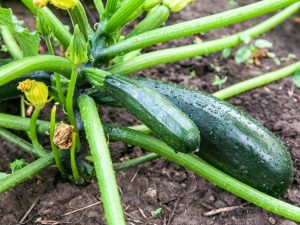 Regler för vattning av zucchini i det öppna fältet