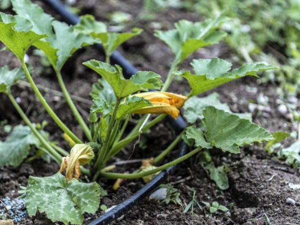 Voor sproei-irrigatie heb je een tuinslang nodig