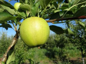 Odling av ett äppelträd Kandil Orlovsky
