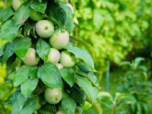 Beskrivning av det kolumnära äppelträdet Malukh
