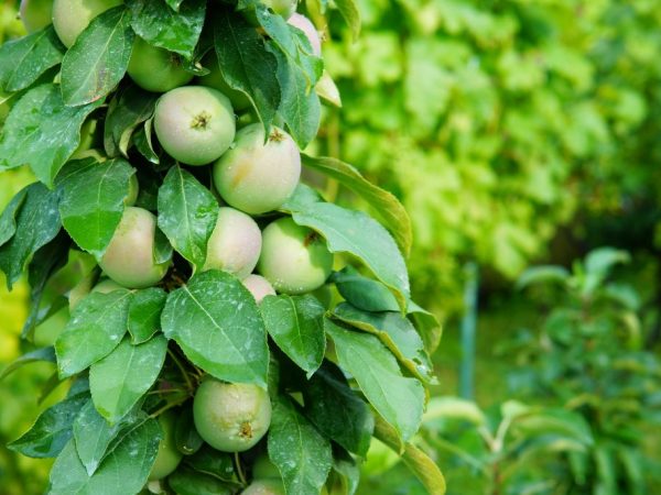 Beskrivning av det kolumnerade äppelträdet Malukha