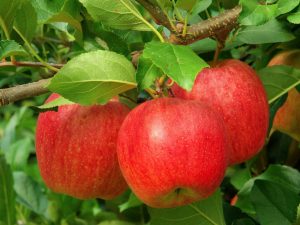 Vlastnosti jabloně Ligol