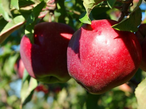Τα μήλα στο δέντρο ωριμάζουν σε διαφορετικούς χρόνους