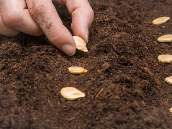 Semințele sunt semănate în sol cald
