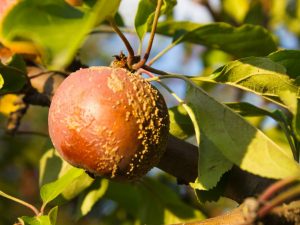 Jak se vypořádat s moniliózou jablek