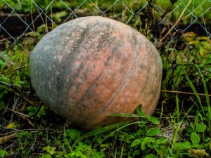 Marble gourd