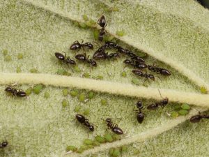 Lucha contra las hormigas en un manzano