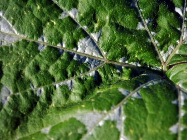 Oorzaken van witte vlekken op courgettebladeren