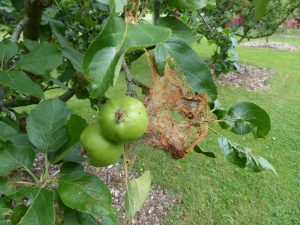 Spinnenweb op een appelboom en methoden om ermee om te gaan