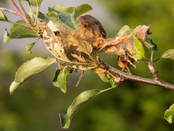 Los escarabajos pueden destruir el follaje
