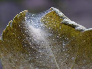 Bestrijding van spintmijten op een appelboom